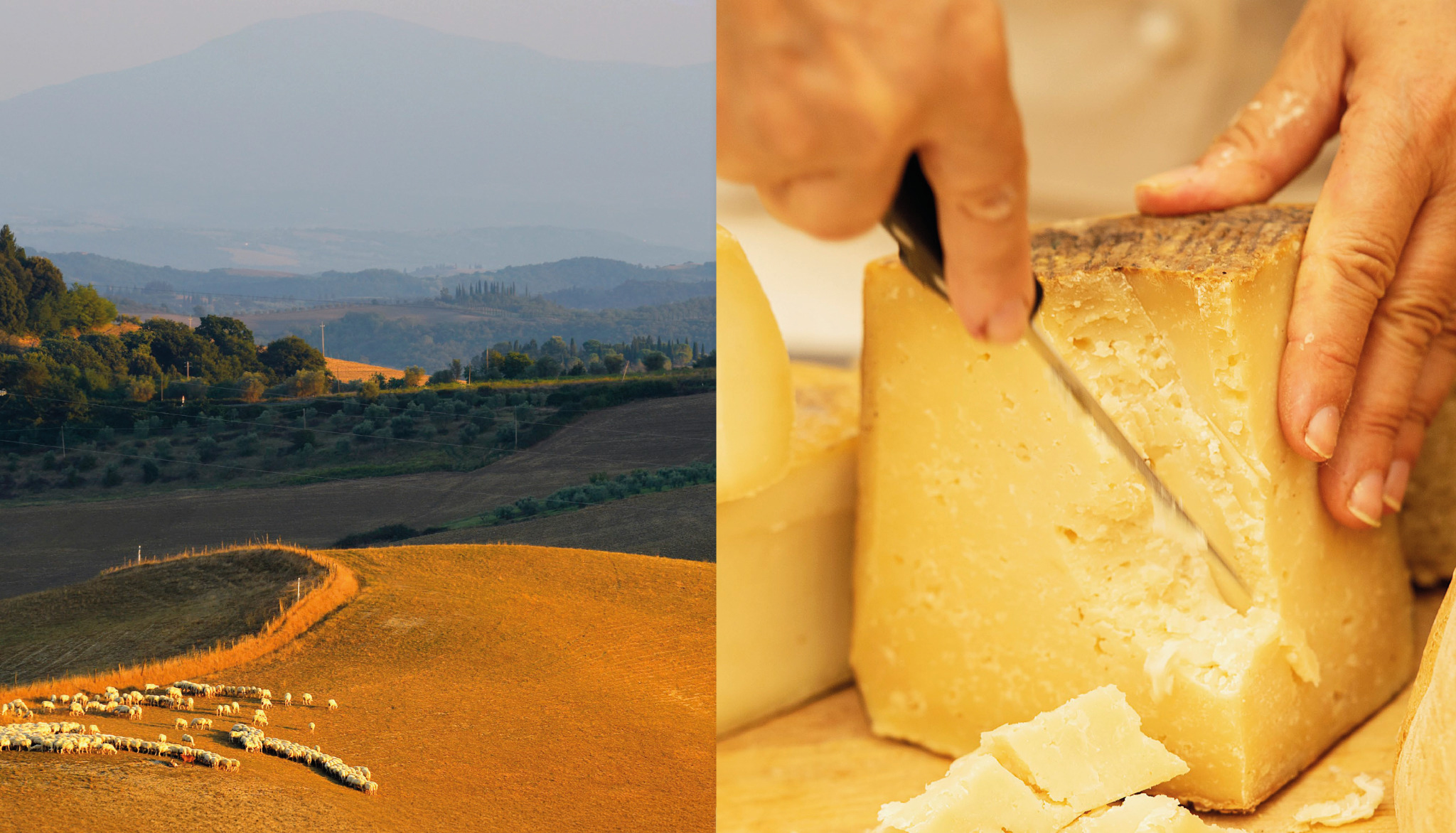 A landscape at first light beside a cheesemaker cutting a wheel — origin and craft as two halves of the same story.