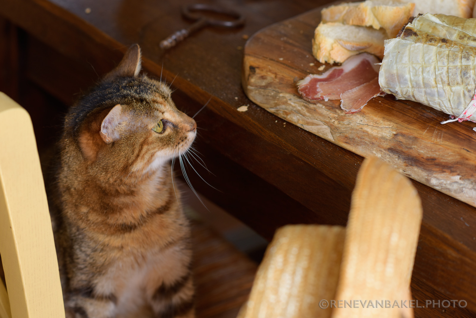 A cat fixed on a board of bread and cured meat just out of reach — an image nobody scrolls past.